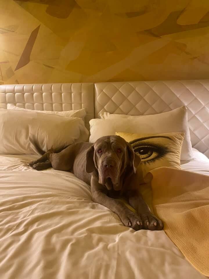 Photo courtesy of Stray Rescue of St. Louis
